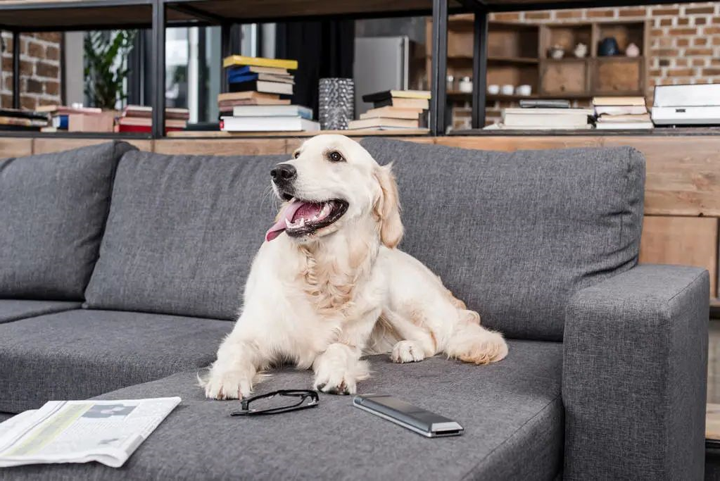 dog ownership – a very good investment!